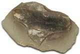 Macroneuropteris Fern Fossil Pos/Neg - Mazon Creek #325908-1